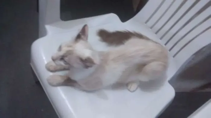 Gato ra a desconhecida idade 2 a 6 meses nome Branca de Neve