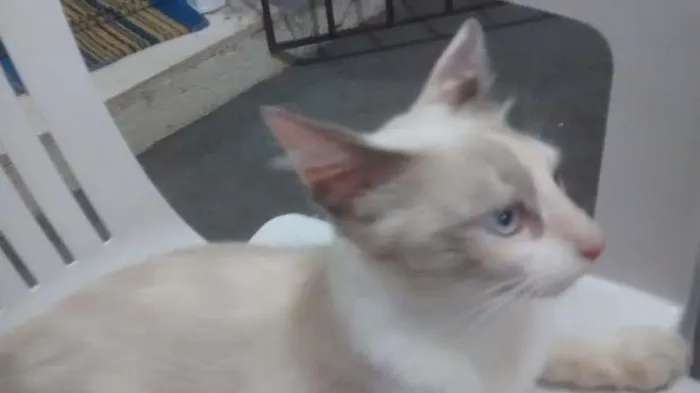 Gato ra a desconhecida idade 2 a 6 meses nome Branca de Neve