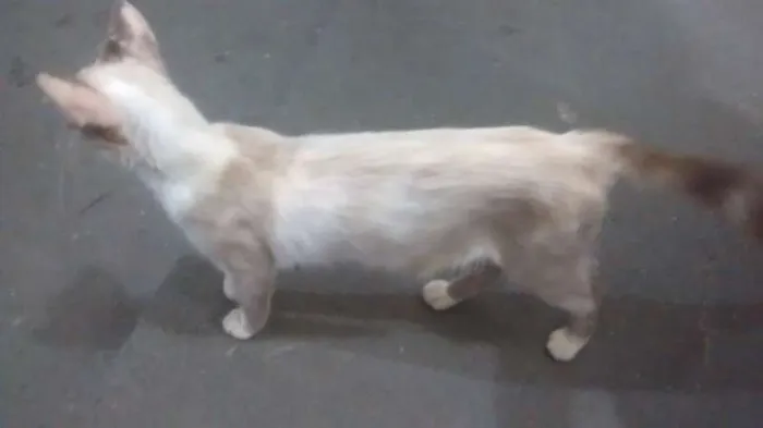 Gato ra a desconhecida idade 2 a 6 meses nome Branca de Neve
