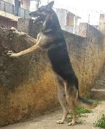 Cachorro ra a Pastor Alemão idade 6 ou mais anos nome bLACK
