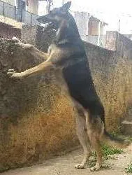 Cachorro ra a Pastor Alemão idade 6 ou mais anos nome bLACK
