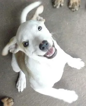 Cachorro raça SRD idade 2 a 6 meses nome Galego