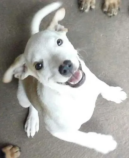 Cachorro raça SRD idade 2 a 6 meses nome Galego