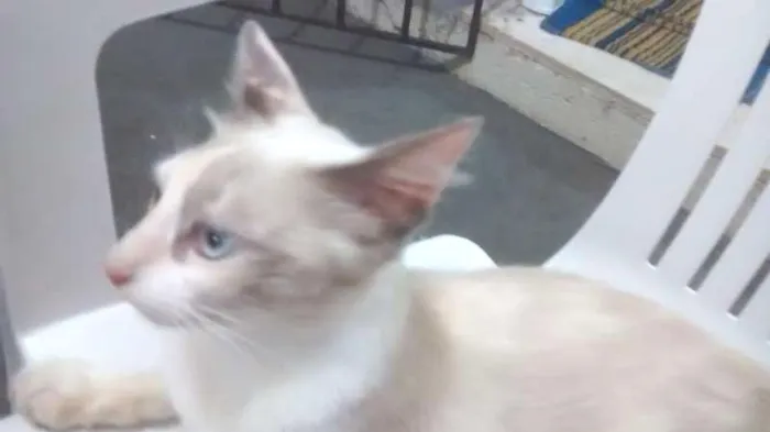 Gato ra a desconhecida idade 2 a 6 meses nome Branca de Neve