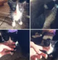 Gatinhos