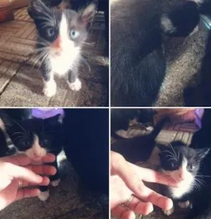 Gato raça São vira-latas  idade Abaixo de 2 meses nome Gatinhos