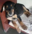 pretinho