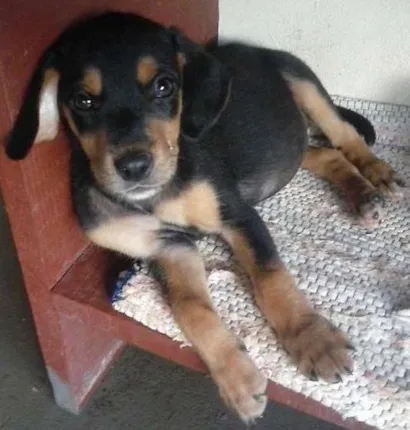 Cachorro raça srd idade 2 a 6 meses nome pretinho