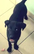 Snoop