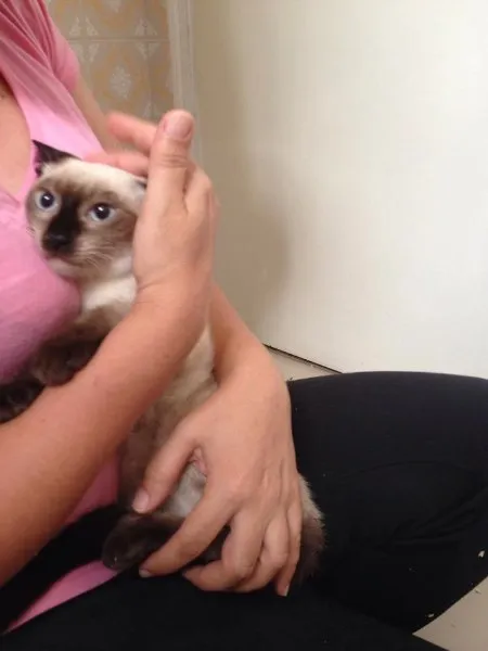 Gato ra a SRD idade 2 a 6 meses nome Nina