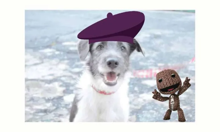 Cachorro ra a SRD idade 7 a 11 meses nome Belinha