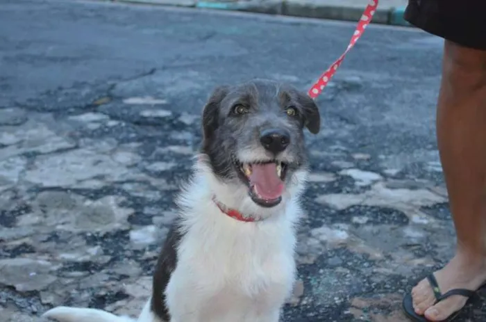 Cachorro ra a SRD idade 7 a 11 meses nome Belinha