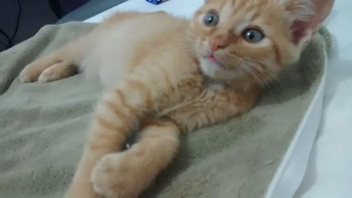 Gato ra a Indeterminada idade 2 a 6 meses nome Simba