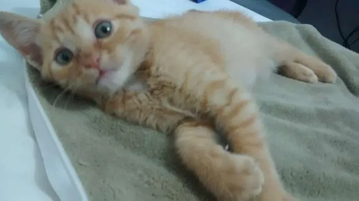 Gato ra a Indeterminada idade 2 a 6 meses nome Simba