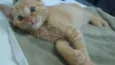 Simba