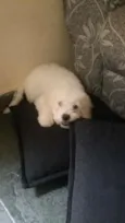 Igui