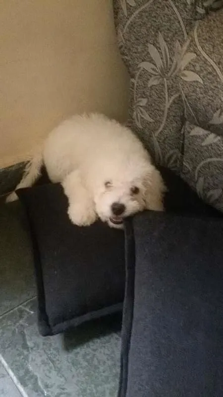 Cachorro ra a poodle  idade 2 a 6 meses nome Igui