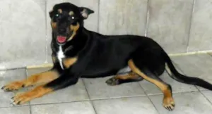 Cachorro raça não sei idade 2 a 6 meses nome sem nome