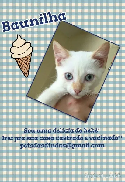 Gato ra a SRD idade 2 a 6 meses nome Baunilha