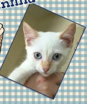 Gato raça SRD idade 2 a 6 meses nome Baunilha