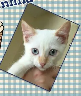 Gato ra a SRD idade 2 a 6 meses nome Baunilha