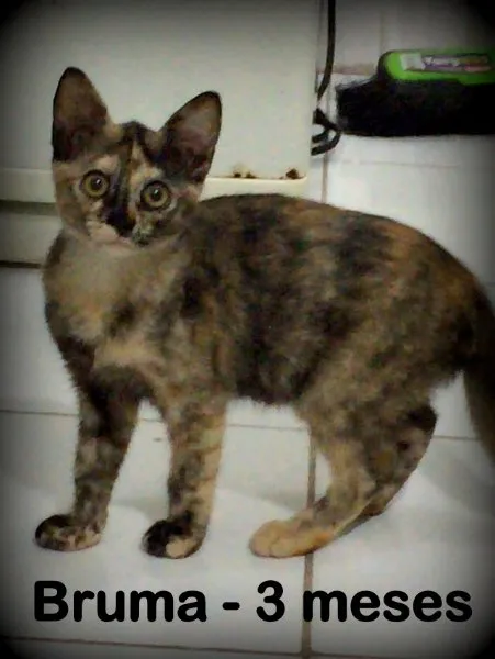 Gato ra a SRD idade 2 a 6 meses nome Bruma