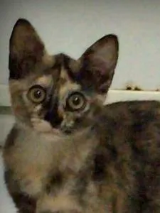 Gato ra a SRD idade 2 a 6 meses nome Bruma