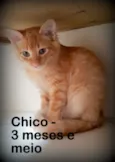 Chico