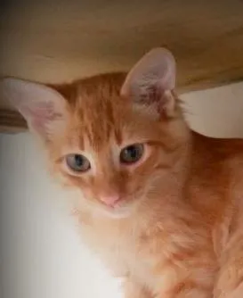 Gato raça SRD idade 2 a 6 meses nome Chico