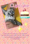 Cupcake