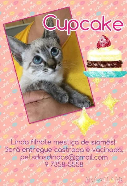 Gato ra a SRD idade 2 a 6 meses nome Cupcake