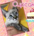 Cupcake