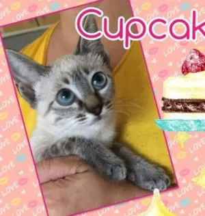 Gato raça SRD idade 2 a 6 meses nome Cupcake