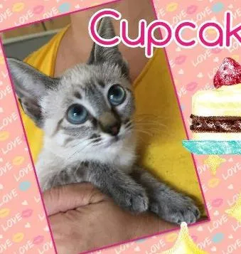 Gato ra a SRD idade 2 a 6 meses nome Cupcake