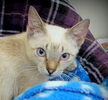 Gato ra a SRD idade 2 a 6 meses nome Fritz