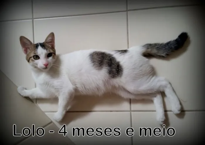 Gato ra a SRD idade 2 a 6 meses nome Lolo