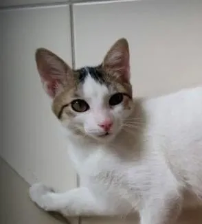 Gato ra a SRD idade 2 a 6 meses nome Lolo
