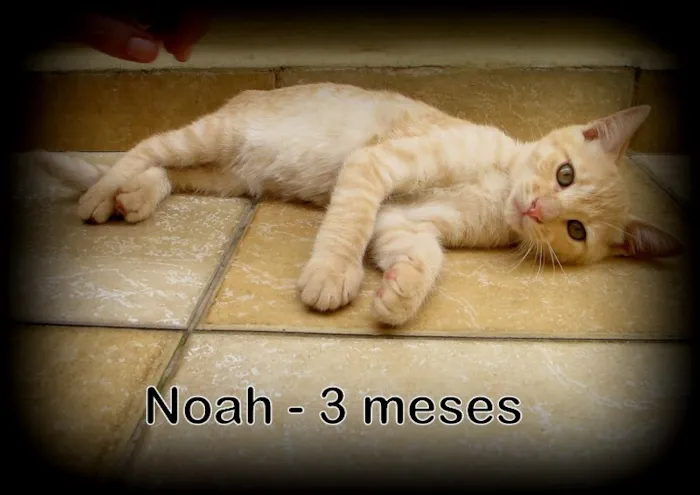 Gato ra a SRD idade 2 a 6 meses nome Noah