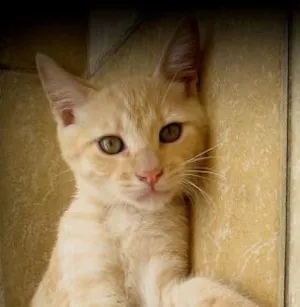 Gato raça SRD idade 2 a 6 meses nome Noah