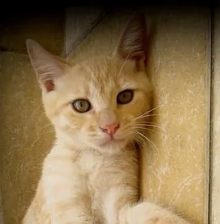 Gato ra a SRD idade 2 a 6 meses nome Noah