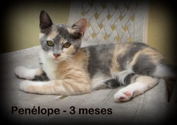 Gato ra a SRD idade 2 a 6 meses nome Penelope