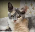 Penelope