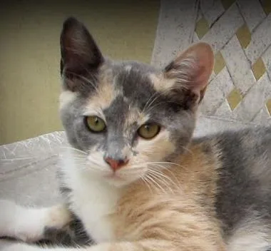 Gato ra a SRD idade 2 a 6 meses nome Penelope