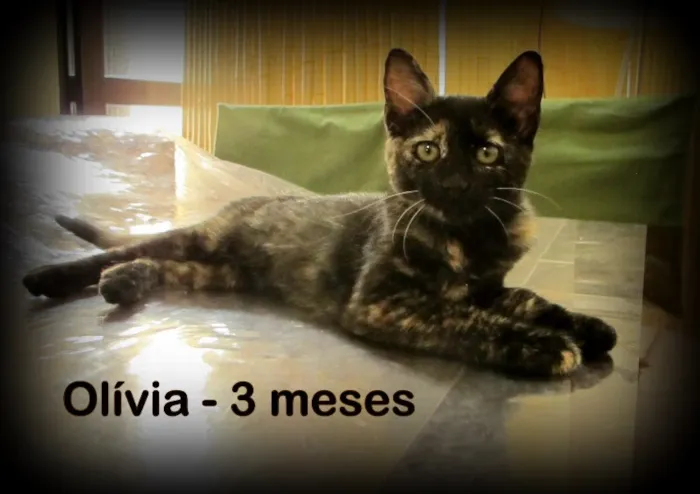 Gato ra a SRD idade 2 a 6 meses nome Olivia