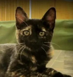 Gato raça SRD idade 2 a 6 meses nome Olivia