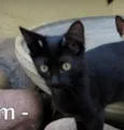 Tim