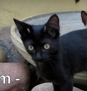 Gato raça SRD idade 2 a 6 meses nome Tim