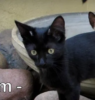 Gato ra a SRD idade 2 a 6 meses nome Tim