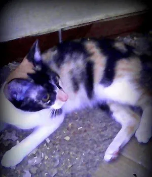 Gato raça SRD idade 2 a 6 meses nome Agata