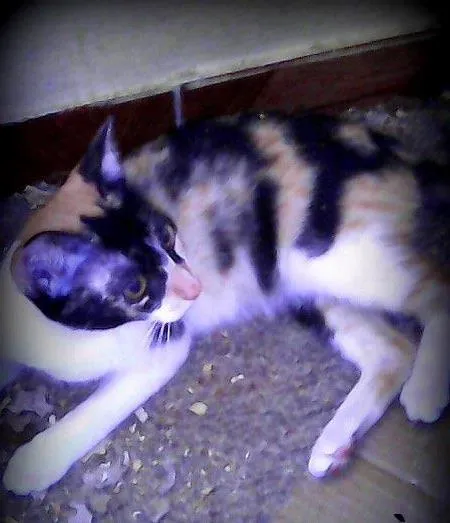 Gato ra a SRD idade 2 a 6 meses nome Agata